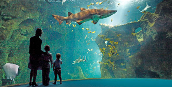 photo lien vers le site de l'aquarium de la rochelle